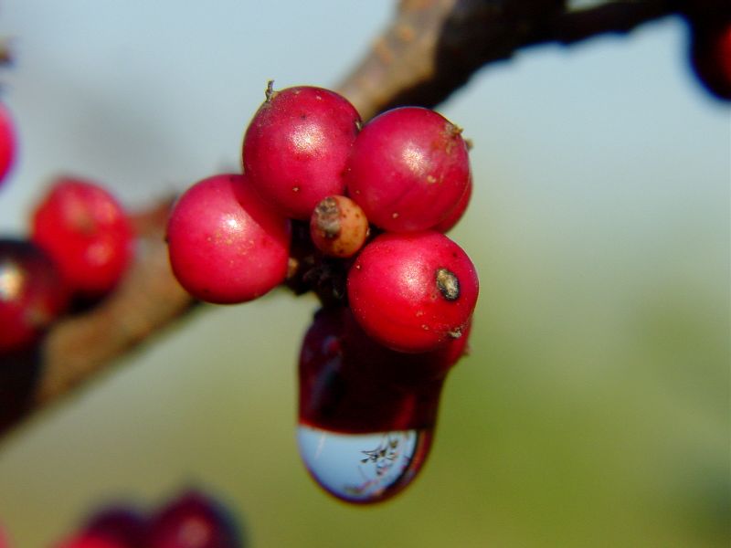 Rosso d''autunno